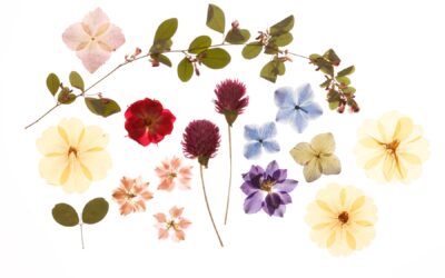 Aprenda cores em inglês com as pressed flowers