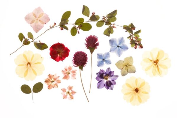 Aprenda cores em inglês com as pressed flowers