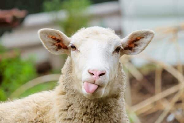 Aprenda os nomes dos animais em inglês de um jeito original