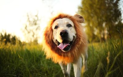 Parece mas não é: 7 palavras homônimas em espanhol e português