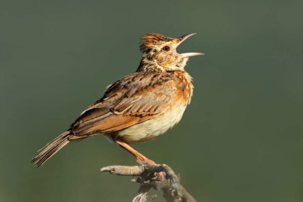 Early bird: de festivais de música ao happy hour, conheça essa expressão