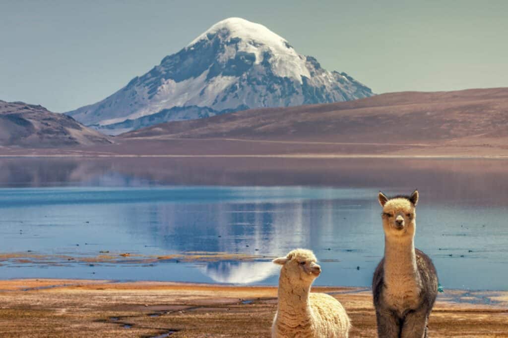 Alpacas (Vicugna pacos) pastando nas margens do Lago Chungara, na base do vulcão Sajama, no norte do Chile.