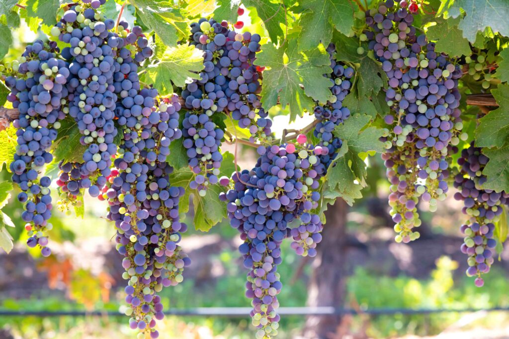 Imagem de uvas no vale de Colchagua, no Chile.