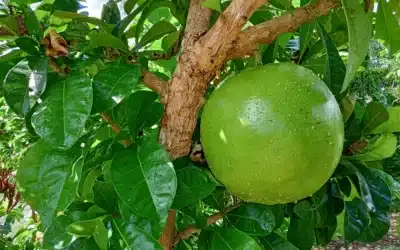 Pronomes relativos em espanhol: “Cuyo/Cuya”, a cuia e a cuieira