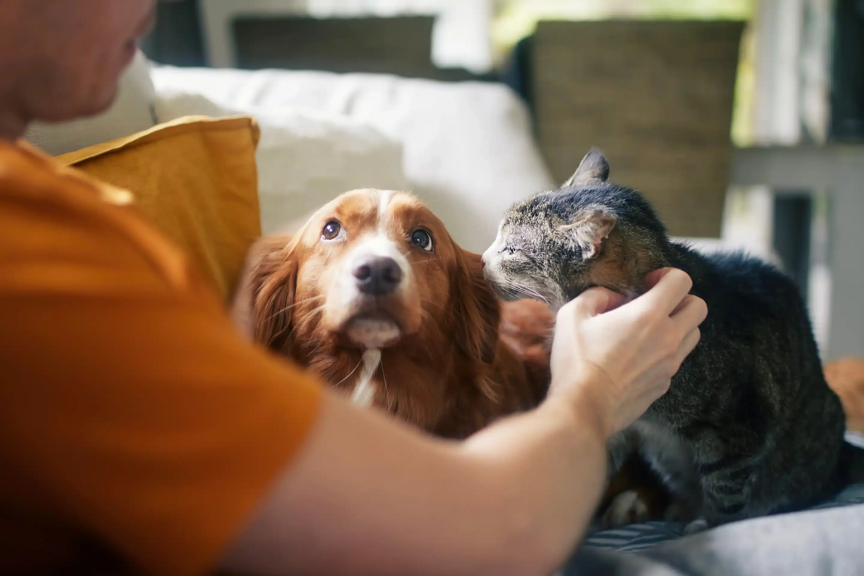 Diga “Hola” com a patinha: fale com seus pets em espanhol (cachorros e gatos!)
