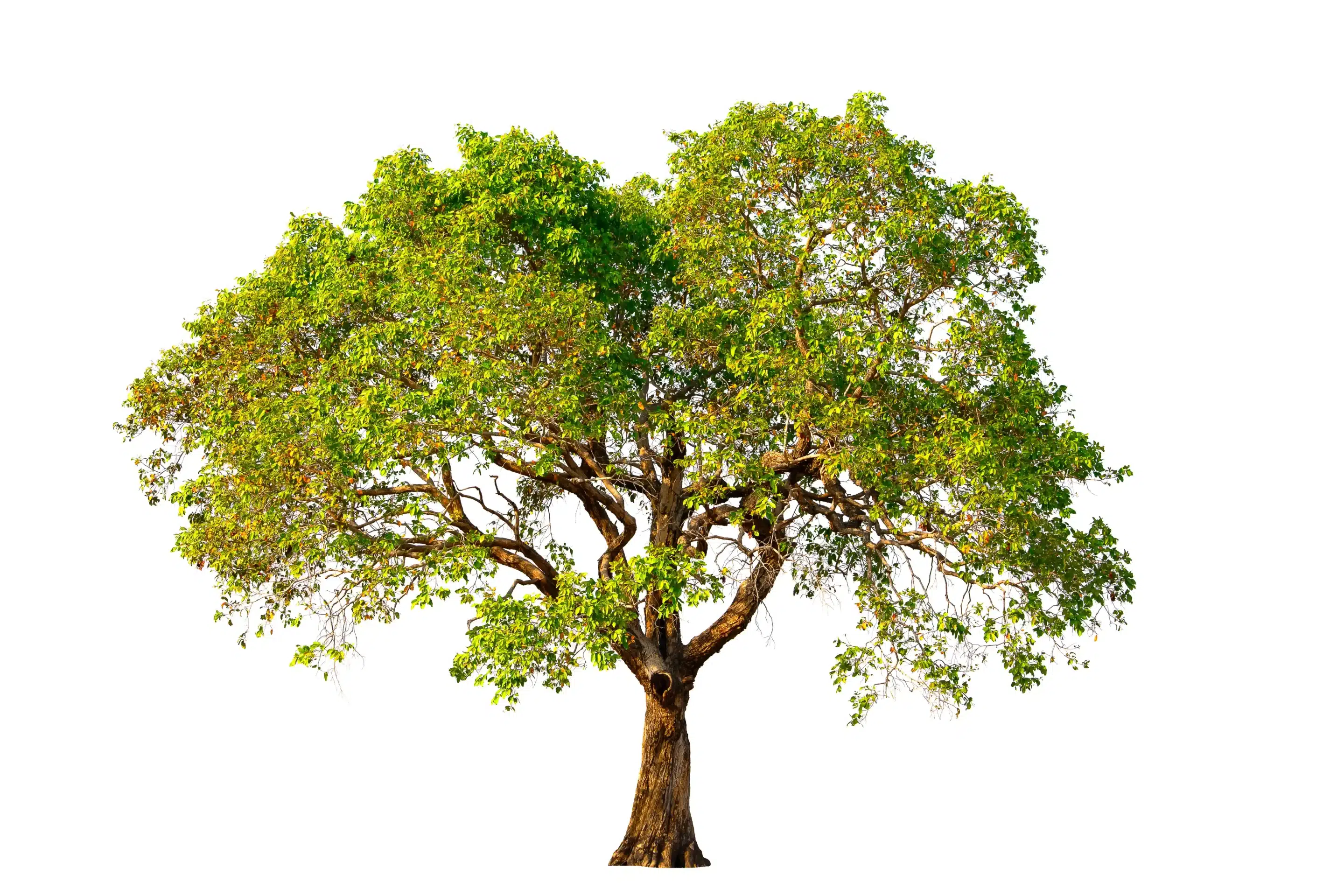 Tree of Codes e a arte de aprender inglês criando sentido nas lacunas